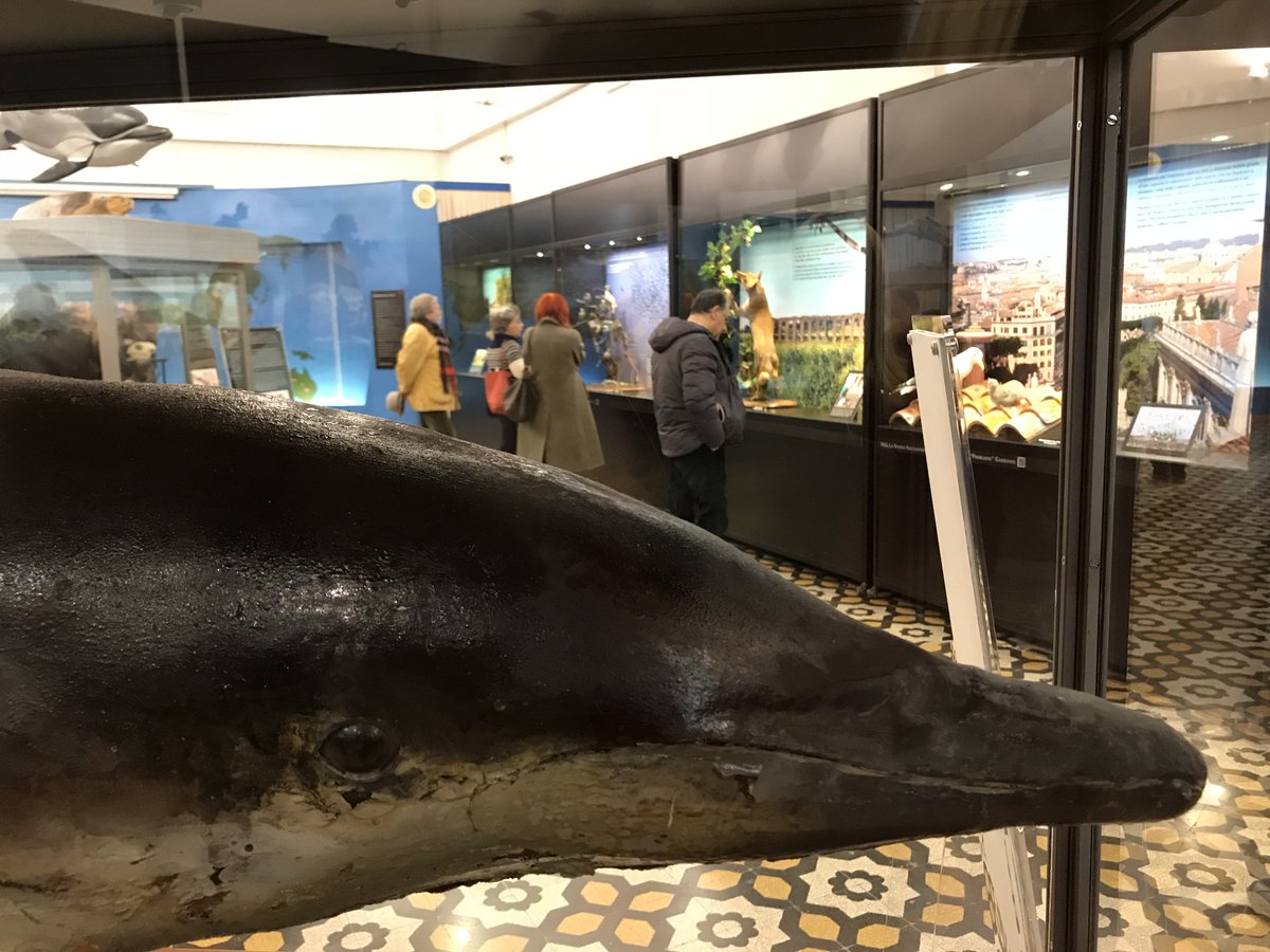 FilGius's tweet photo. Partiti!! 
“Museo di zoologia.. diverso per natura”, visitabile fino al 31 marzo 2018.
Vi aspettiamo! 
@Sovrintendenza @museiincomune https://t.co/R8KqEbHeDD