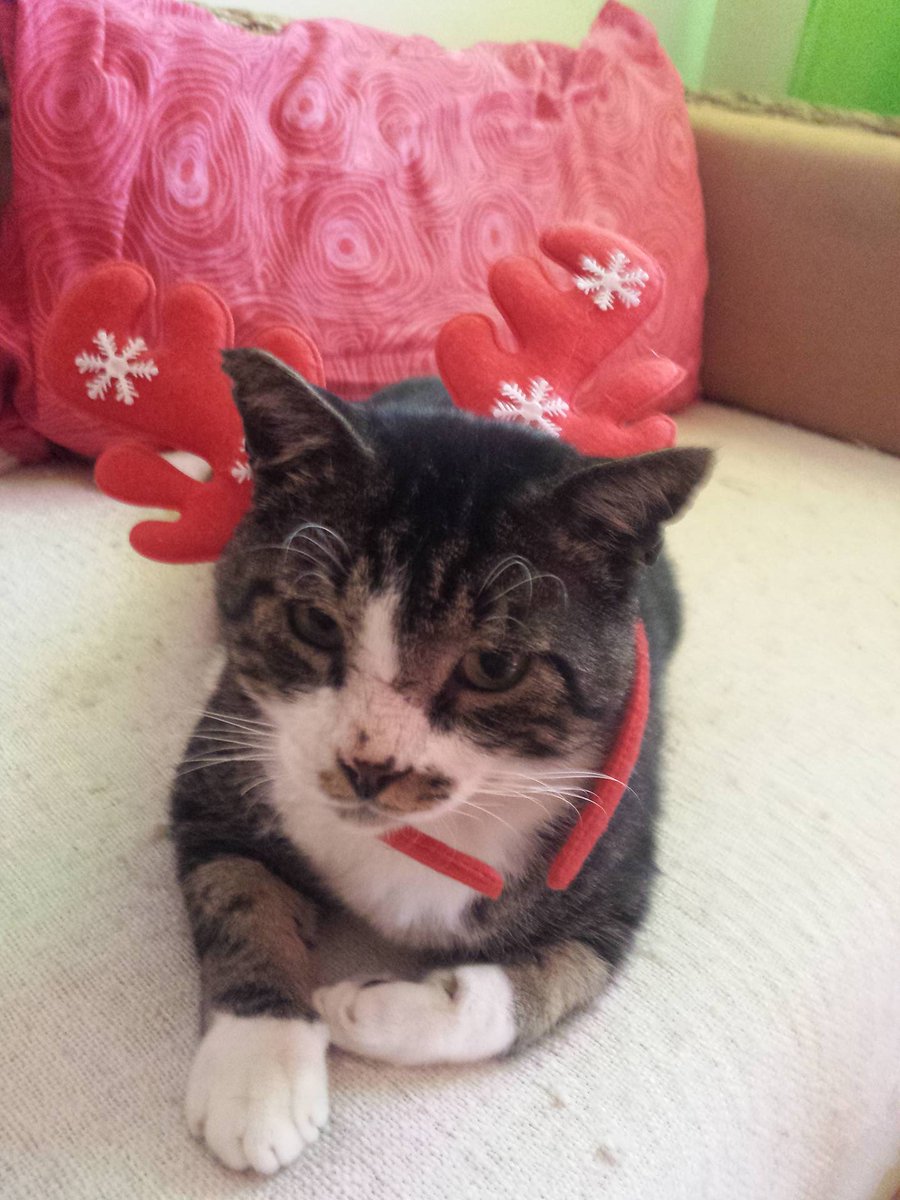 puddwinkle's tweet photo. Last year I came across a very injured cat in Cape Verde, he was eventually rescued and miraculously in Cape Verde he was found a home...this picture makes me happy #past2present 😍 https://t.co/EsaMd89TPr