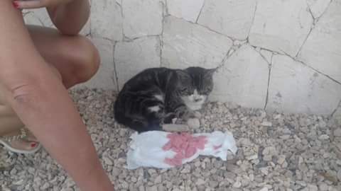 puddwinkle's tweet photo. Last year I came across a very injured cat in Cape Verde, he was eventually rescued and miraculously in Cape Verde he was found a home...this picture makes me happy #past2present 😍 https://t.co/EsaMd89TPr