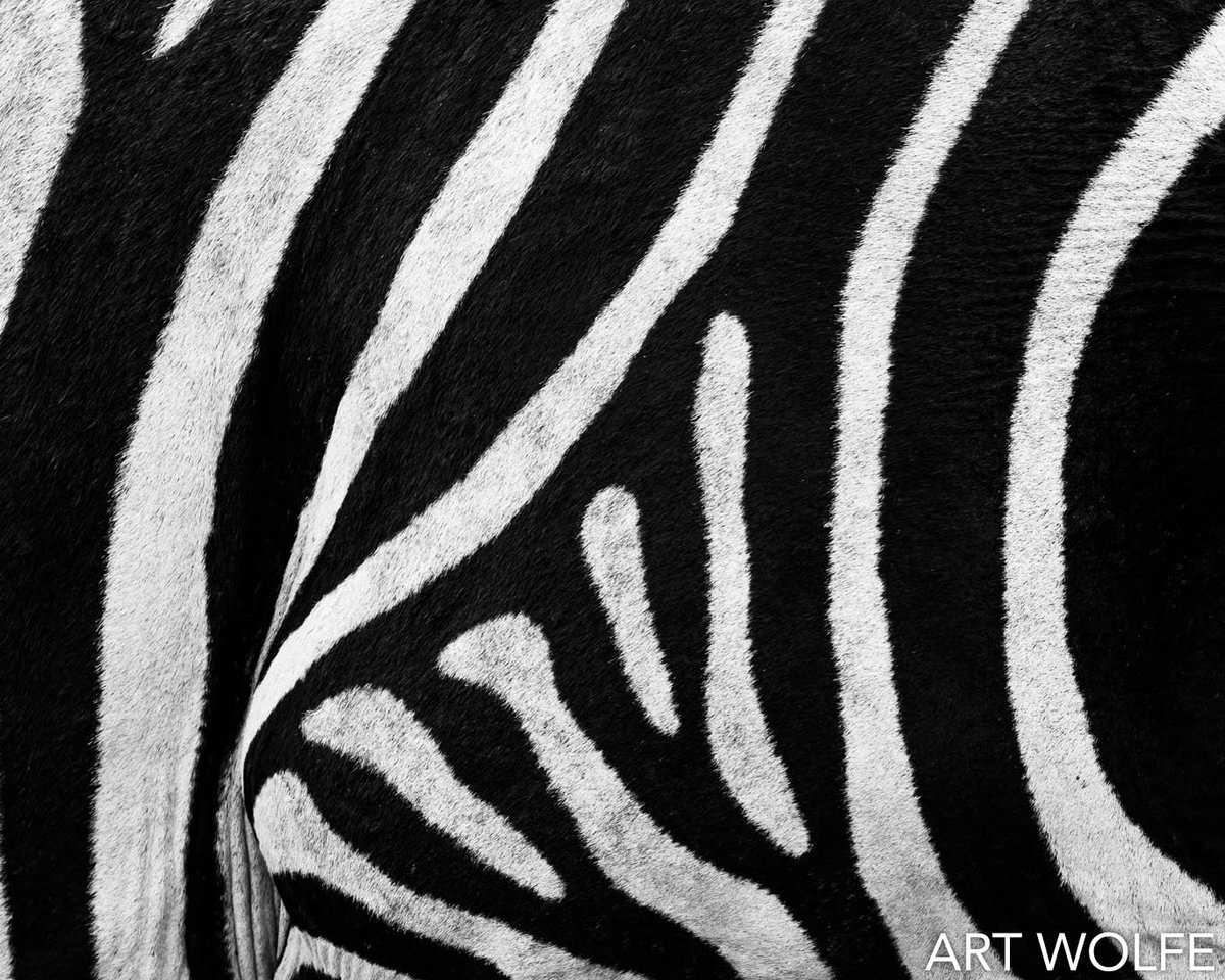 #DesignedEnvironment closes SATURDAY so it’s your last chance to view this print by <a href="/artwolfe/">Art Wolfe</a>. “Zebras are pure graphic design,” he says. “The contrast of dark and light lines create an abstraction that invites us to forget the subject and simply enjoy the rhythms.” #G2exhibits