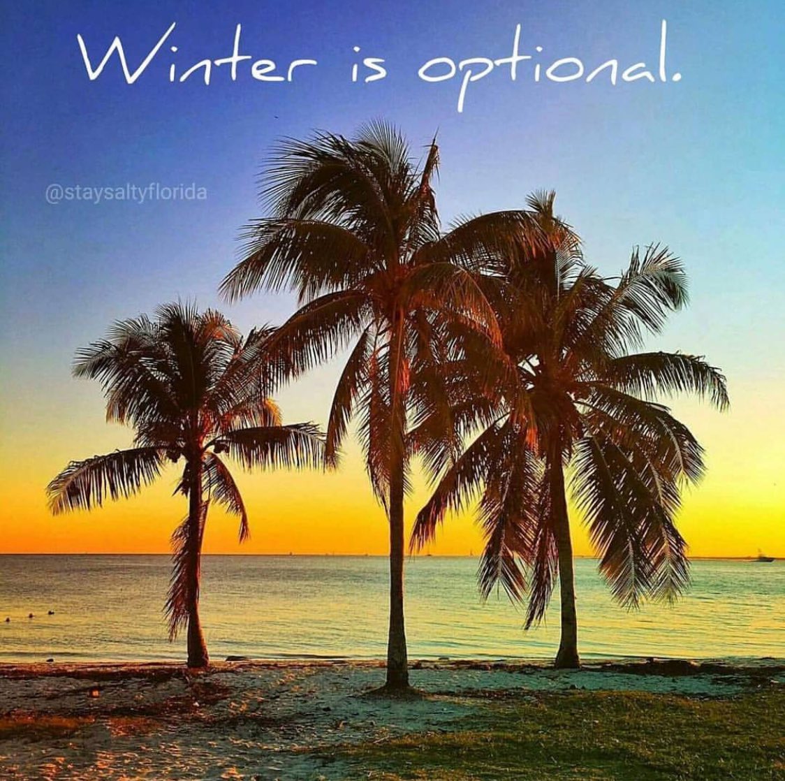 YES, WE AGREE:
#Winter is optional here in South #Florida!
Beautiful #PalmTrees are part of the magic of #WinterinFlorida; 
Come visit and join in the fun! 
Photo by @staysaltyflorida; 
#WinterSolstice 
#ChristmasinFlorida 
#SingerIsland