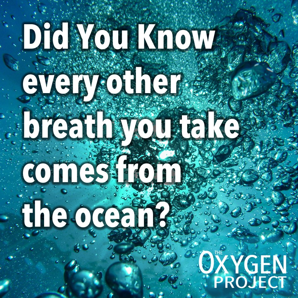 TheOxygenProj's tweet photo. Yes, that's right. Phytoplankton produce more than 50% of the oxygen we breathe! Learn more here: https://t.co/JEeRn9l4W9 https://t.co/Uz1emr2g5x