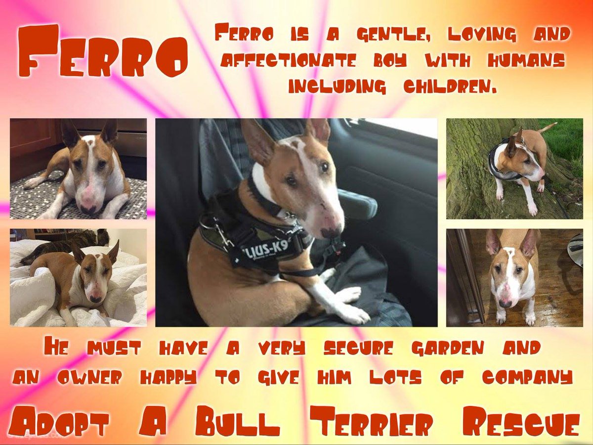The_Animal_Team's tweet photo. 8yo EBT FERRO is a gentle/loving/affectionate lad with humans, including kids. He craves human company. He must live in a home where he can't be accidentally let out of the front door. He will happily sleep downstairs or with you in bed. Email:info@adoptabullterrierrescue.co.uk https://t.co/4NtYbaHYKa