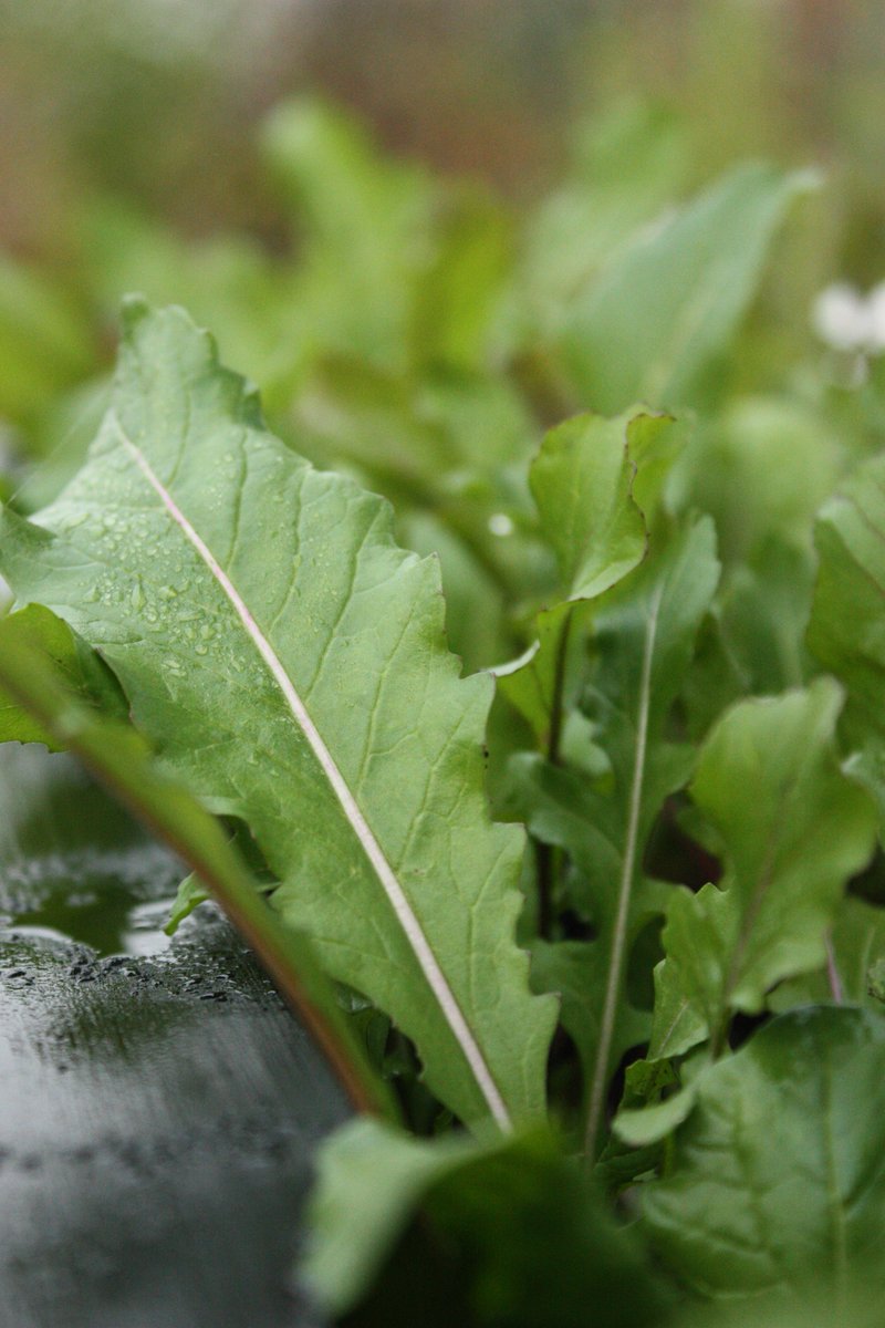 LifeSpaceGarden's tweet photo. Arugula is a fantastic addition to your winter garden! It adds a fun almost spicy flavour to salads plus it's a great source of iron, calcium, vitamin A &amp; C! #veggies #growfood #vegan https://t.co/s2bu0Pk7nk