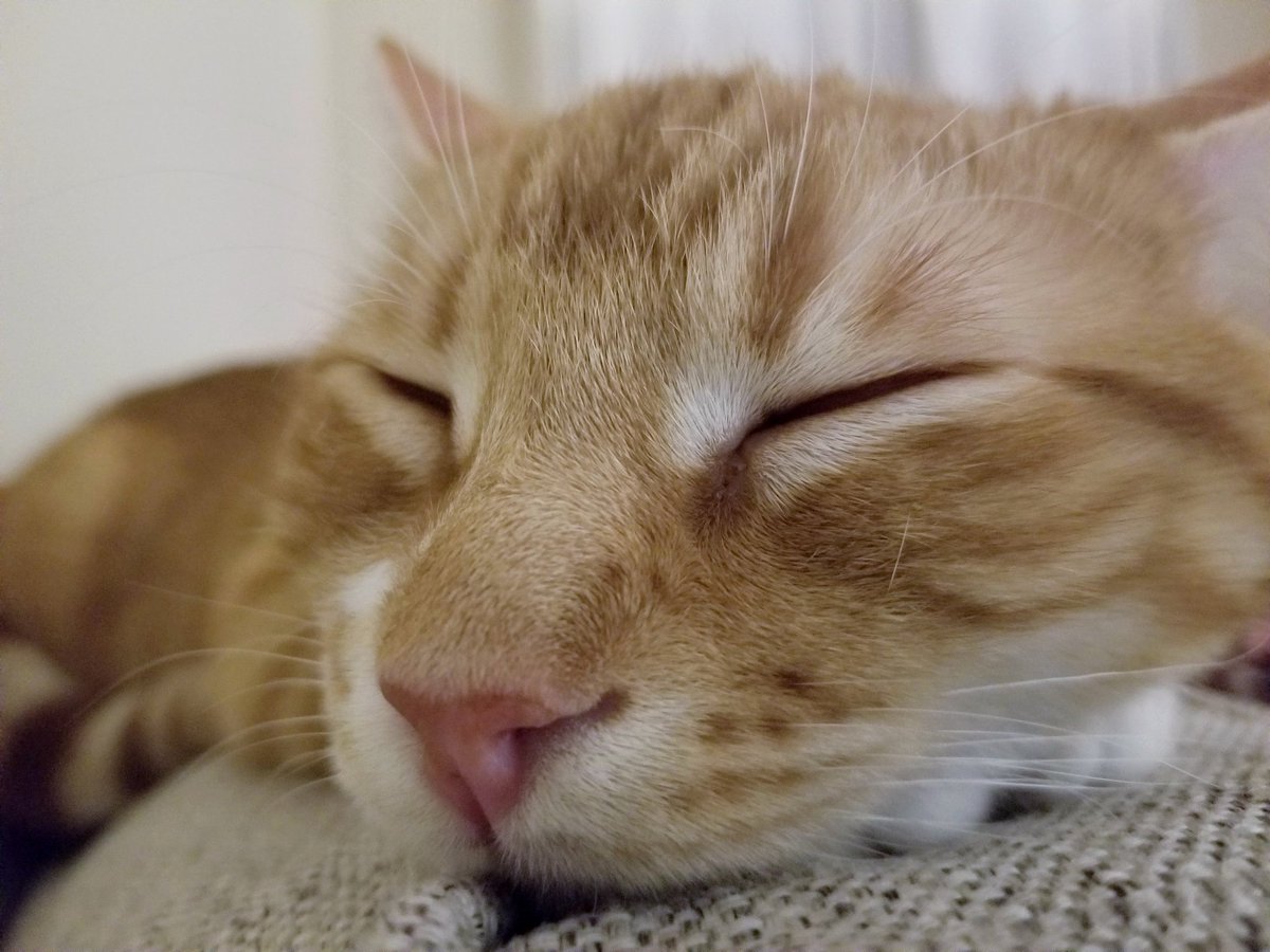 MyNameIsRover's tweet photo. Rt if sleepy https://t.co/uOKg49MzOy