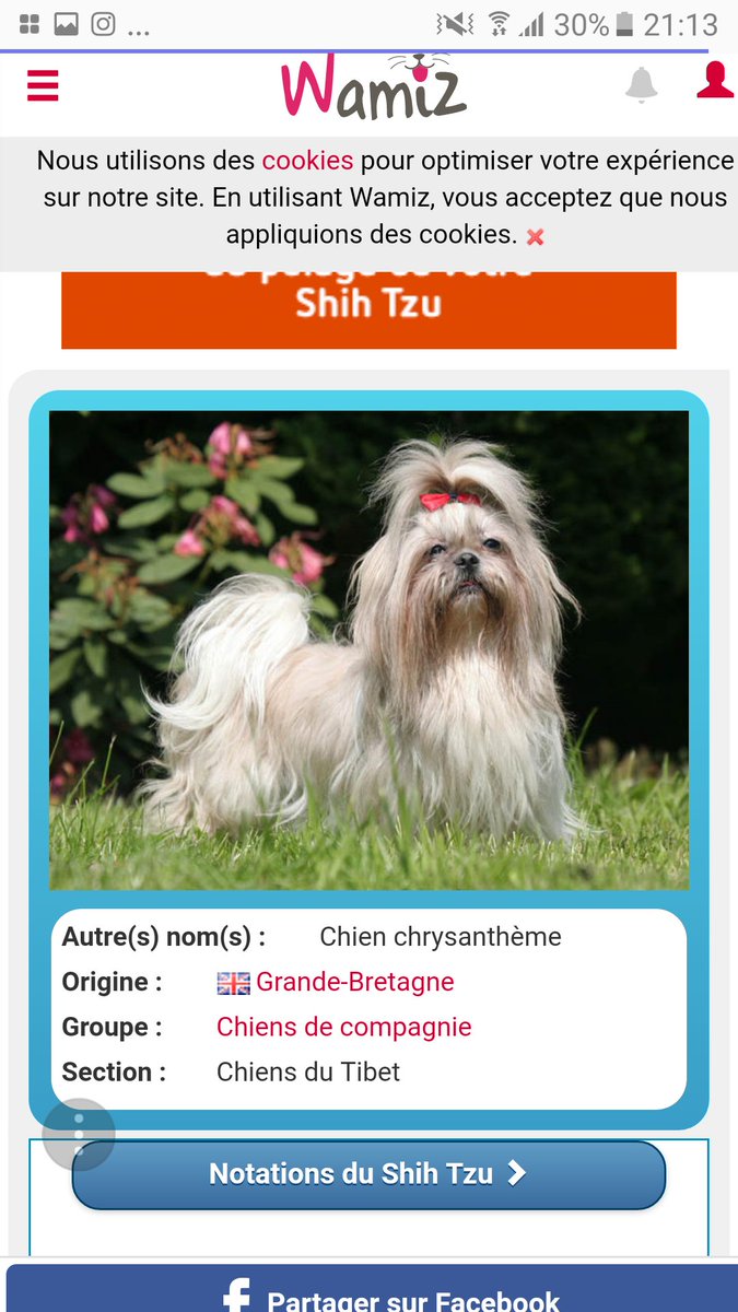 Image De Chien Shih Tzu Image De