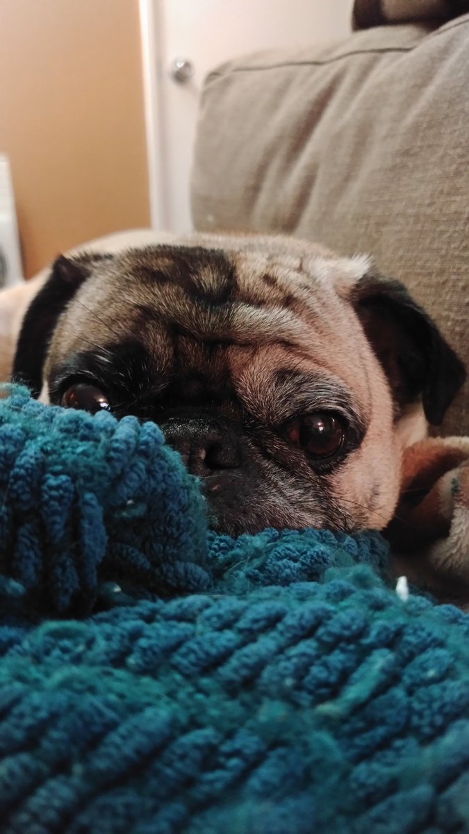 ChunkyDonuts's tweet photo. A #pug in his natural habitat https://t.co/PFJMzYnRur