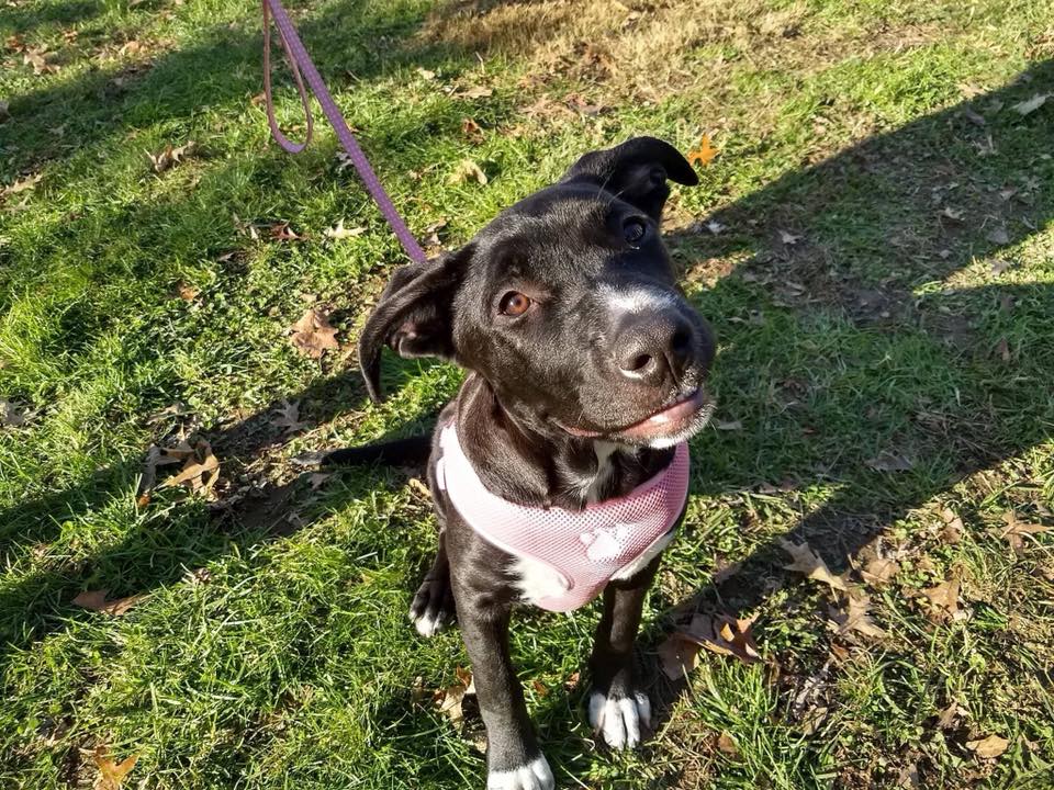 dburescue's tweet photo. How can this sweet girl not have a home yet?
Her story was covered world wide but still she waits. Serenity, tied to a railing in Philly with only a note &amp; bag of pizza, is still looking for a family! Apply at https://t.co/OWaljG0IpA  https://t.co/RkId3Vydpp  @TODAYPets @hodakotb https://t.co/ZDsSaz3rab