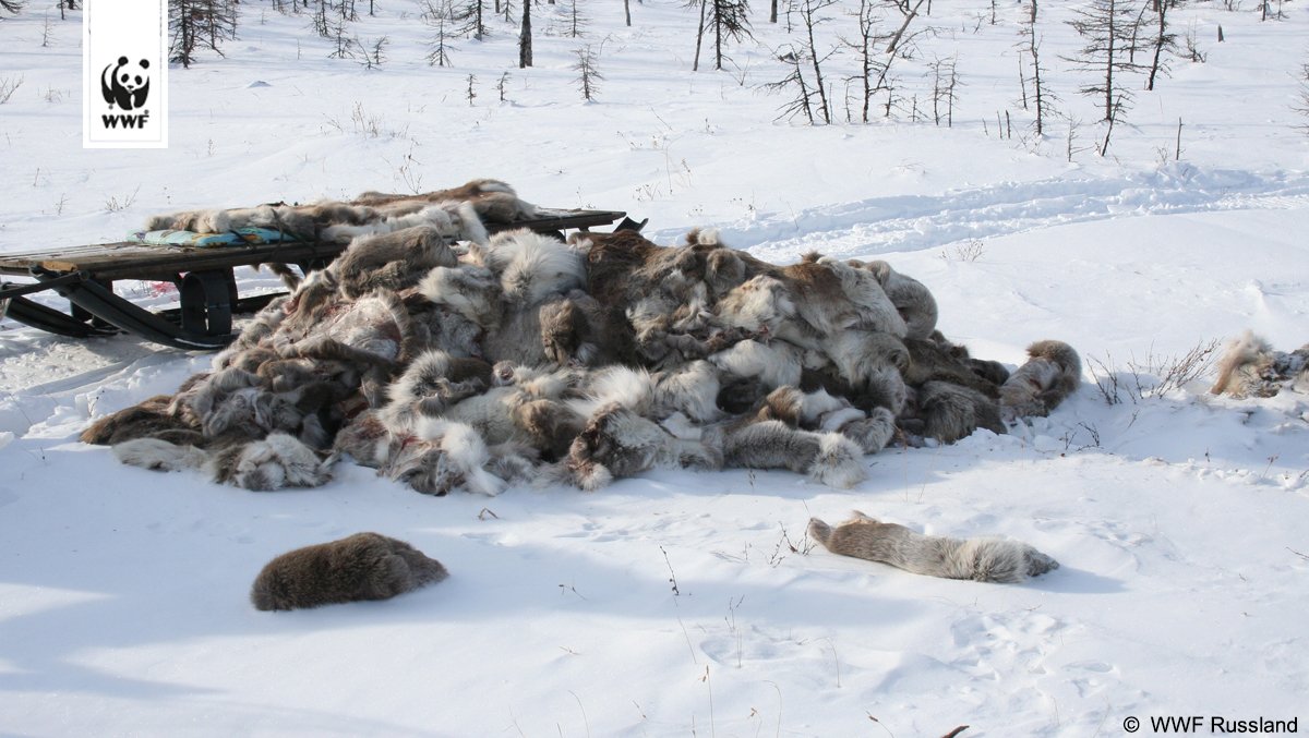 WWF_Deutschland's tweet photo. Das Abschlachten der #Rentiere muss aufhören! In Russland ist die Wilderei von wilden Rentieren explodiert. Es geht oft um die Geweihe und die Zungen: https://t.co/LdKOD9LKbf https://t.co/NZhlXvW9KJ