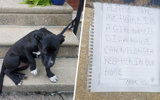 dburescue's tweet photo. How can this sweet girl not have a home yet?
Her story was covered world wide but still she waits. Serenity, tied to a railing in Philly with only a note &amp; bag of pizza, is still looking for a family! Apply at https://t.co/OWaljG0IpA  https://t.co/RkId3Vydpp  @TODAYPets @hodakotb https://t.co/ZDsSaz3rab