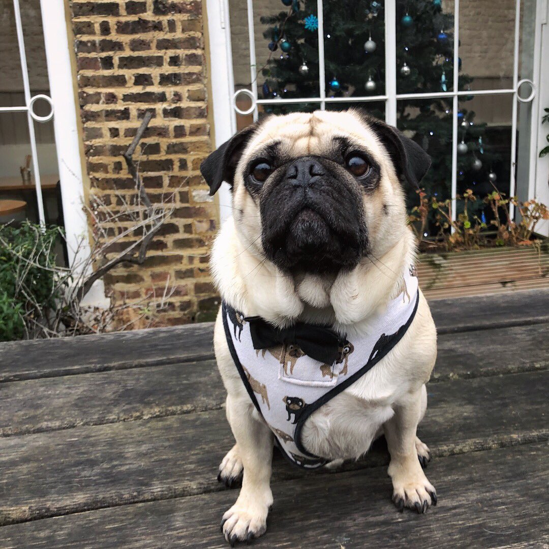 Poochusir's tweet photo. Christmas walkies in style this morning  ❤️ https://t.co/Buf6NaXAPD