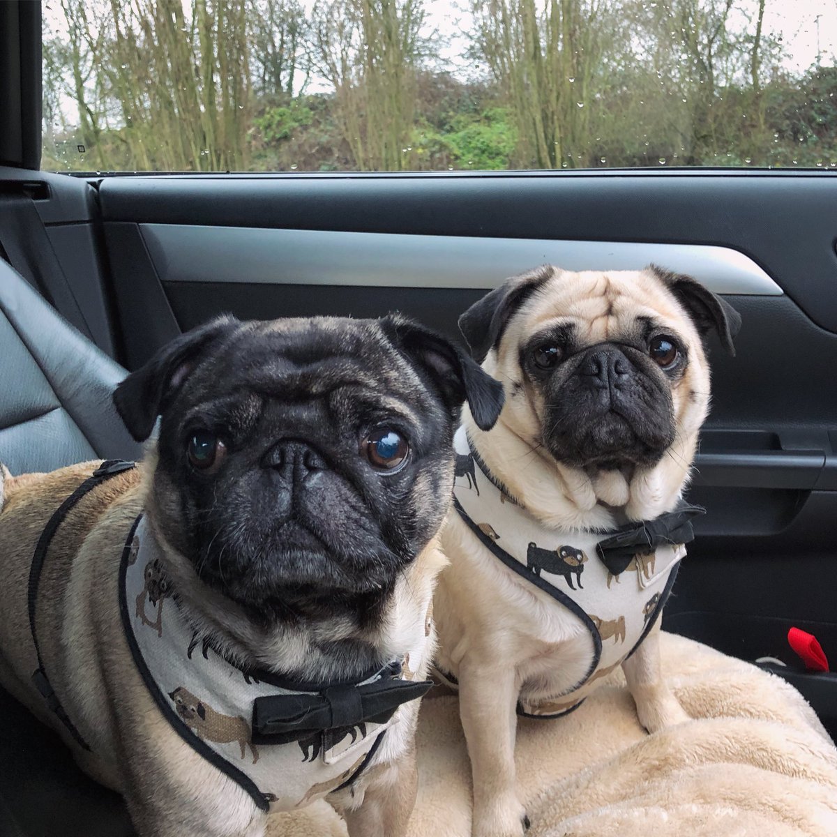 Poochusir's tweet photo. Christmas walkies in style this morning  ❤️ https://t.co/Buf6NaXAPD