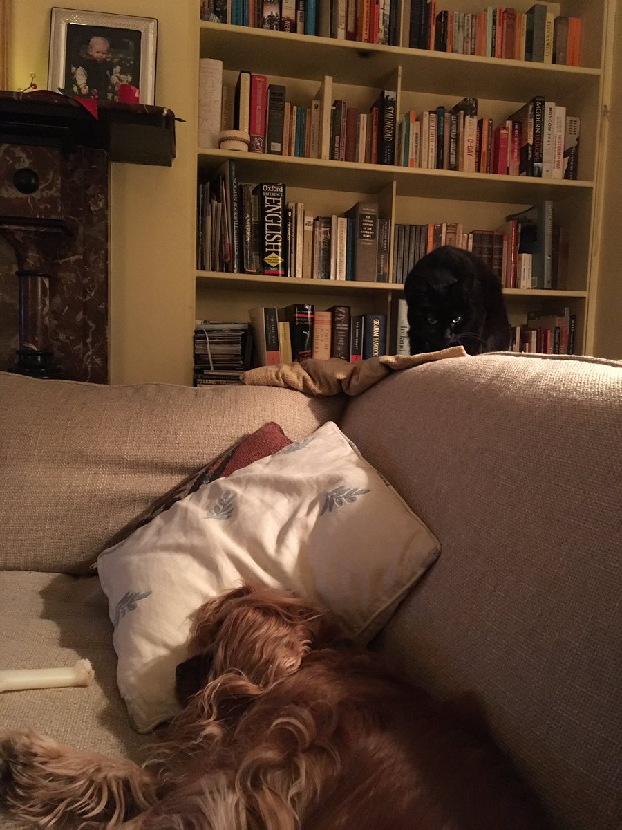 JillKerby's tweet photo. It's Terminator 2 time - and Juno is ready for anything. #PoorJet. https://t.co/LS6mntgbFv