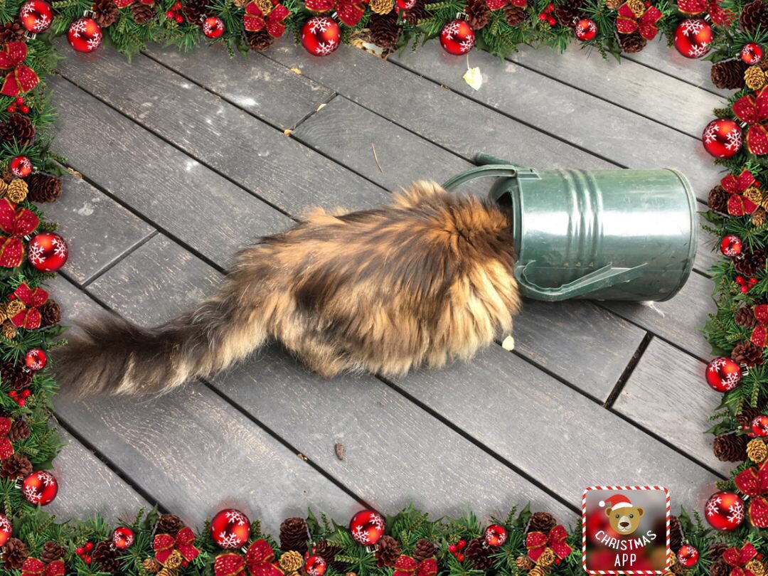 richardkramer_'s tweet image. One of my cats wanted to say happy Christmas but got a little stuck in the process