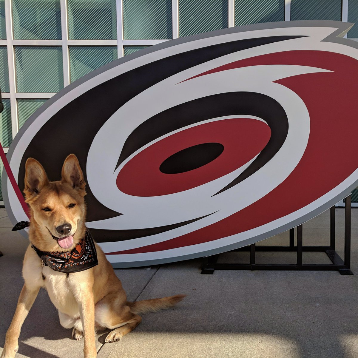 Canes's tweet photo. #Canes fans, meet Sandy! This Furricane stopped by @PNCArena today, and he's available to adopt now from @SPCAWake: https://t.co/mFy7qysvKo

For every retweet, a $1 donation will be made to @CanesKNCF from @TitosVodka, the #vodkafordogpeople. https://t.co/Yq2VrMtXUK