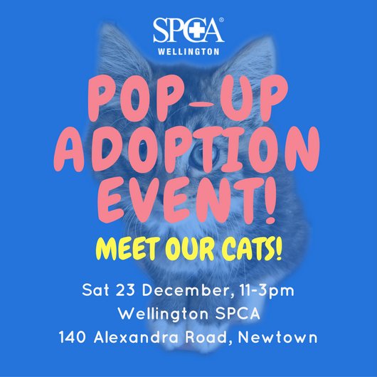 Come and meet our beautiful cats available for adoption tomorrow! There will be adult cats, and kittens!