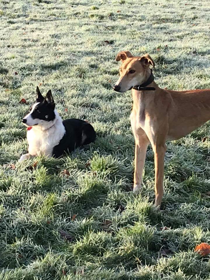 Here are Bess the collie and Tilly the lurcher enjoying a play in the paddock. If you would like more info on either of these beautiful dogs please phone 01931 716114