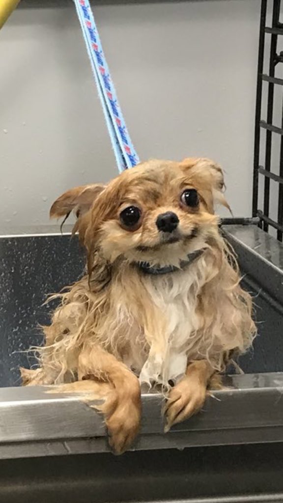 juliaesal's tweet photo. @jjuliakendall yeah but, this is my mood for the rest of 2017 https://t.co/nMCmLG7zwg