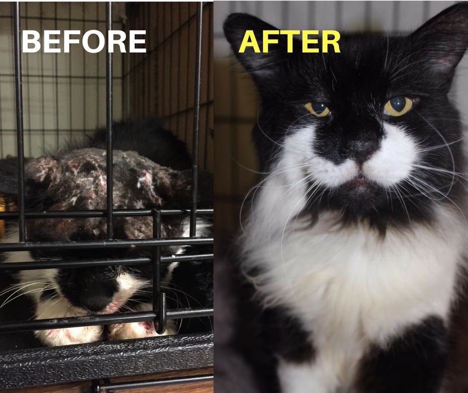 CTCatConnection's tweet image. Wow. Flight had an amazing transformation during his year with us. Your support helps us help cats in need. This guy recently found his forever home! Support our cats by sending a donation through our Amazon wishlist here a.co/c3Td18Z #catsoftwitter #connecticut