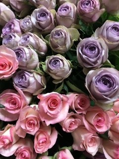 西新花屋 Twitter Search Twitter