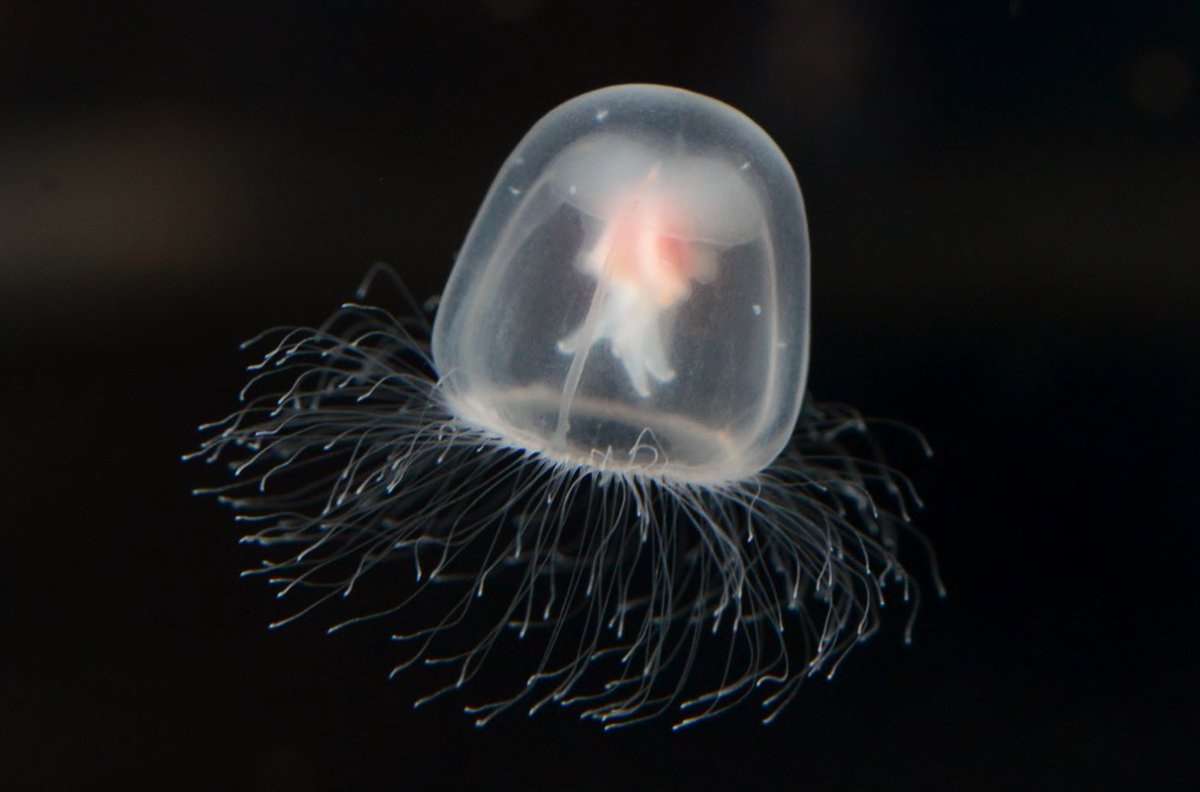新潟市水族館マリンピア日本海 בטוויטר ベニクラゲ北日本型 育成室 刺胞動物門 ヒドロ虫綱 花クラゲ目 ベニクラゲ科 ベニクラゲ属 傘径1 茨城県 山形県以北 口柄中心部の生殖巣は紅色 放射管4 傘外縁の触手は多く100以上に達する