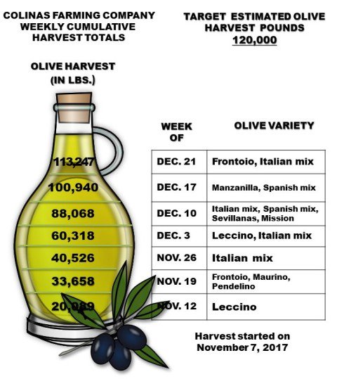 ColinasFarming's tweet photo. Colinas Farming Company started its olive harvest on November 7, 2017. Below are our weekly cumulative harvest totals, and our final total for this year's olive harvest. https://t.co/EV9SePlVZG