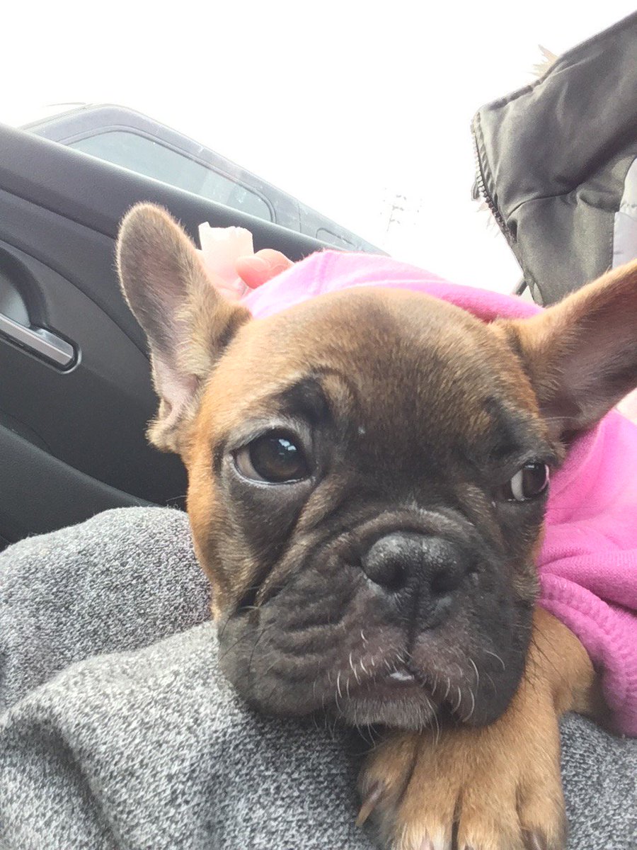 sheiraffe's tweet photo. ig: @nenethefrenchie https://t.co/OImfvRbSBp