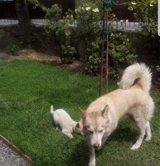 KimHepp's tweet photo. @RaulAqueveque 
Dos grandes amigos necesitan ayuda!!
Su precioso perrito Azu se perdió en el sector de San Ramón.
Por favor!! Todos a ayudar!!! https://t.co/BJnCu5Du4R