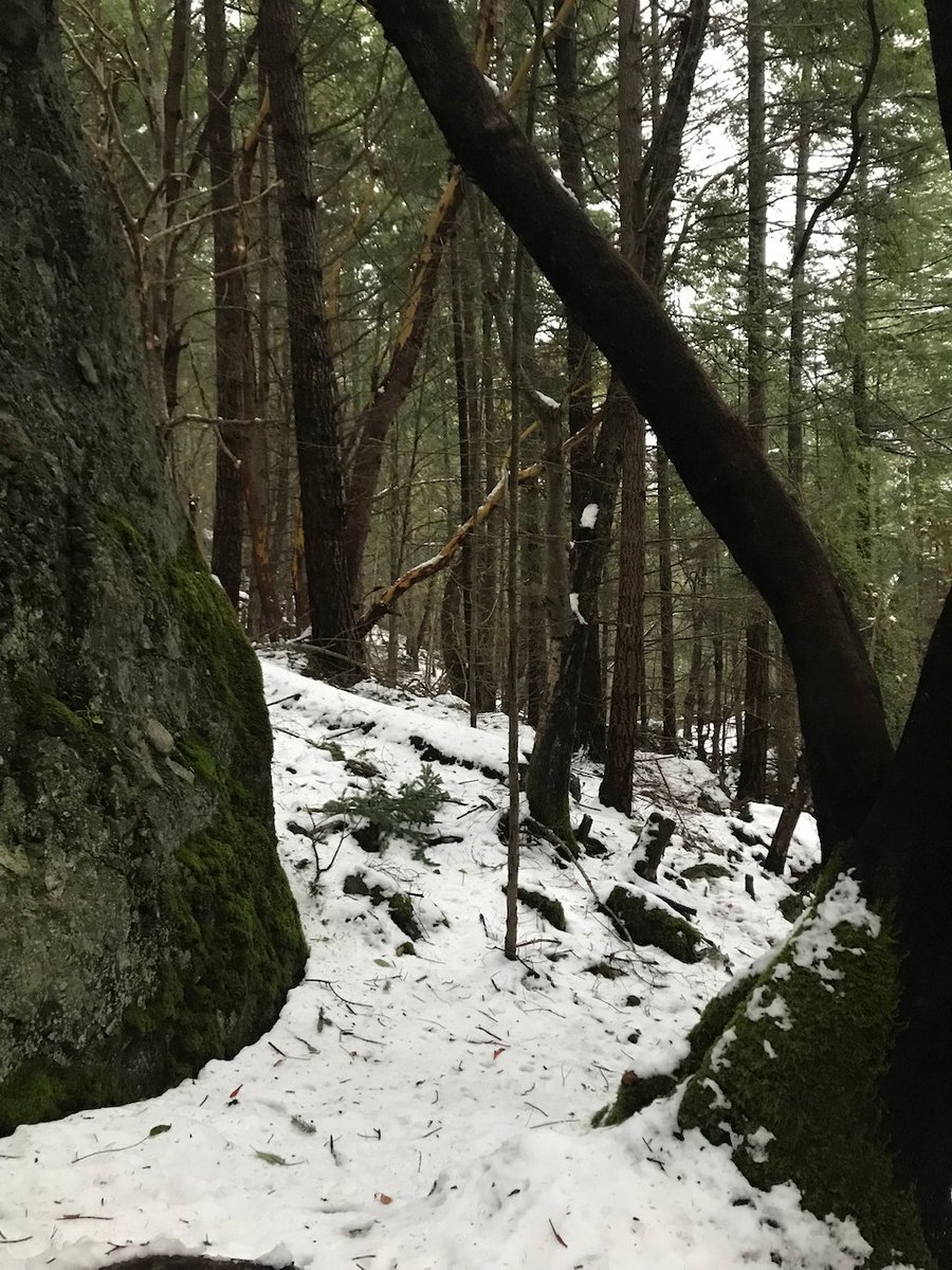 SSI_SAR's tweet image. #Saltspring trails are slippery, covered in branches, ice &amp;amp; snow. File a trip plan, take a cell phone, and wear light crampons. #BCSARA