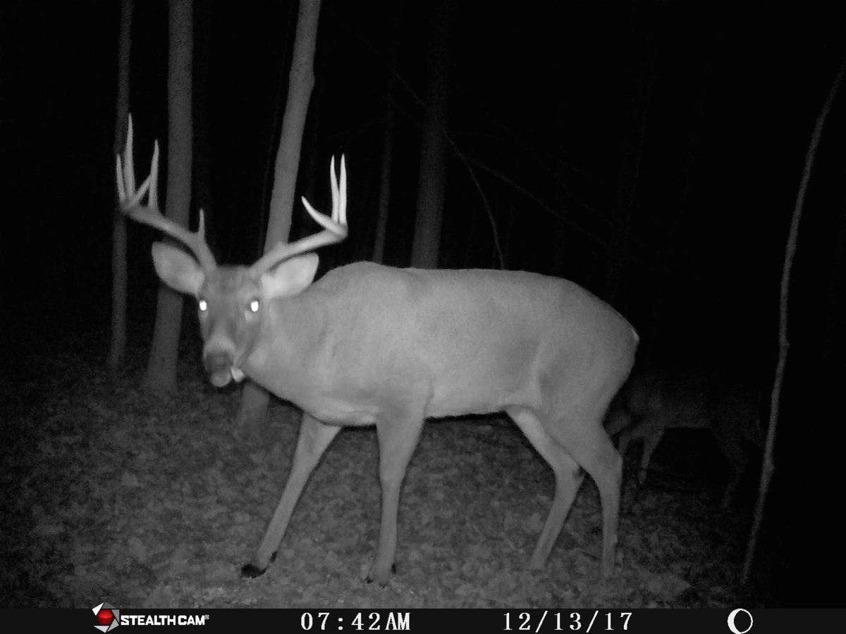 Had this guy travel a 50 yard circle around me tonight with no comfortable shots. Season is not over yet!!