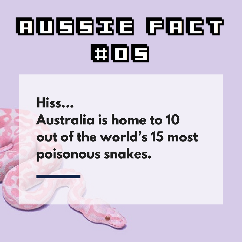 Sssss....Australia is not only a home for humans, it's also a home for POISONOUS SNAKES🐍!
#Australia #Aussie #StudyInAustralia #Snake