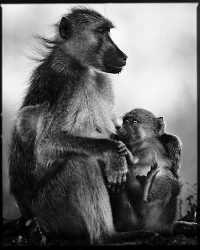 laurentbaheux's tweet image. I use my eyes to try to touch your heart - Je me sers de mes yeux pour essayer de toucher ton cœur - baboon cub with mum - photo by @laurentbaheux #lovenature #lovenpeace #protectwildlife #respectlife laurentbaheux.com #AnimalRights