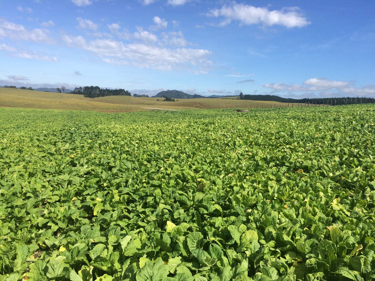 4aron_Baker's tweet photo. Pasja 11 and Chicory &amp; Clover  crops looking good for summer lamb finishing @kyle_gardyne PGG Wrightson #TotalAg https://t.co/TUukITtDlg