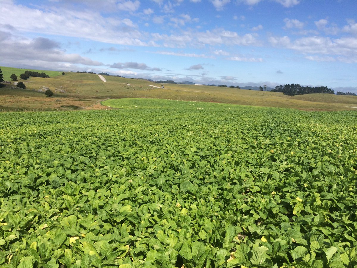 4aron_Baker's tweet photo. Pasja 11 and Chicory &amp; Clover  crops looking good for summer lamb finishing @kyle_gardyne PGG Wrightson #TotalAg https://t.co/TUukITtDlg
