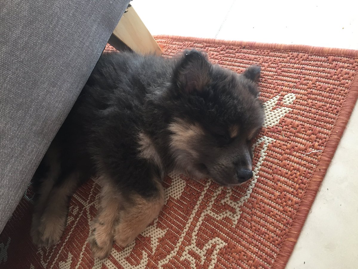 SJHardie's tweet photo. When people told me puppies were like newborns, I laughed. Nothing could be that bad!

After 3 nights of howling I’m not laughing anymore 😩

Lucky for her, she’s adorable 😍🐶😘 https://t.co/RMpWmg1Cn0