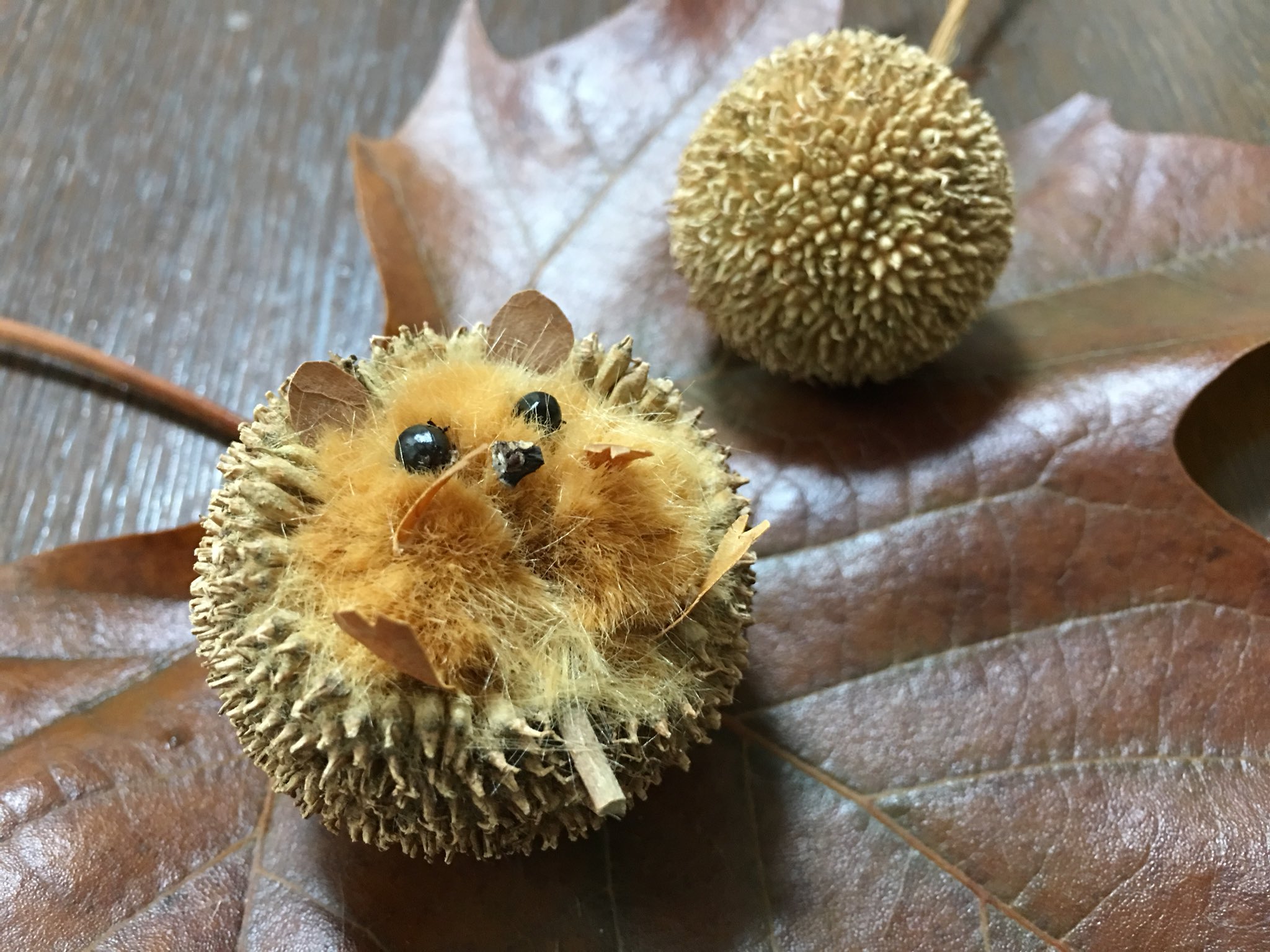 Inori スズカケノキの実のハリネズミです とても可愛いです T Co H2sdzcigkv Twitter