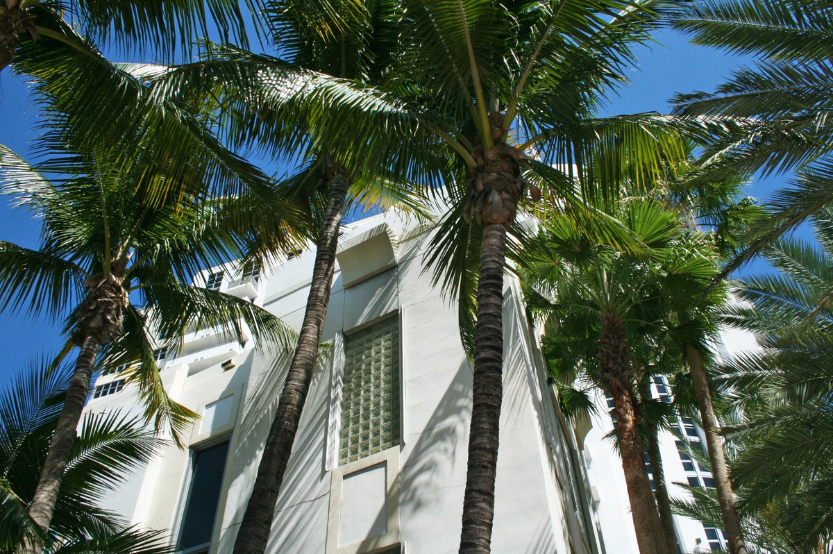 JimmyRockerPics's tweet photo. Shadow Grotesque -=- Copyright © 2o17 JiMmY RocKeR PhoToGRaPhY -=-
#palmtrees #southbeach #miami #miamibeach #jimmyrocker #jimmyrockerpics
#jimmyrockerpalms #miamibeachflorida #trees #palms #plants #palmtree #Miami #florida #artdeco Jimmy Rocker Palms jimmy-rocker-palms https://t.co/trjZ7s1FxL