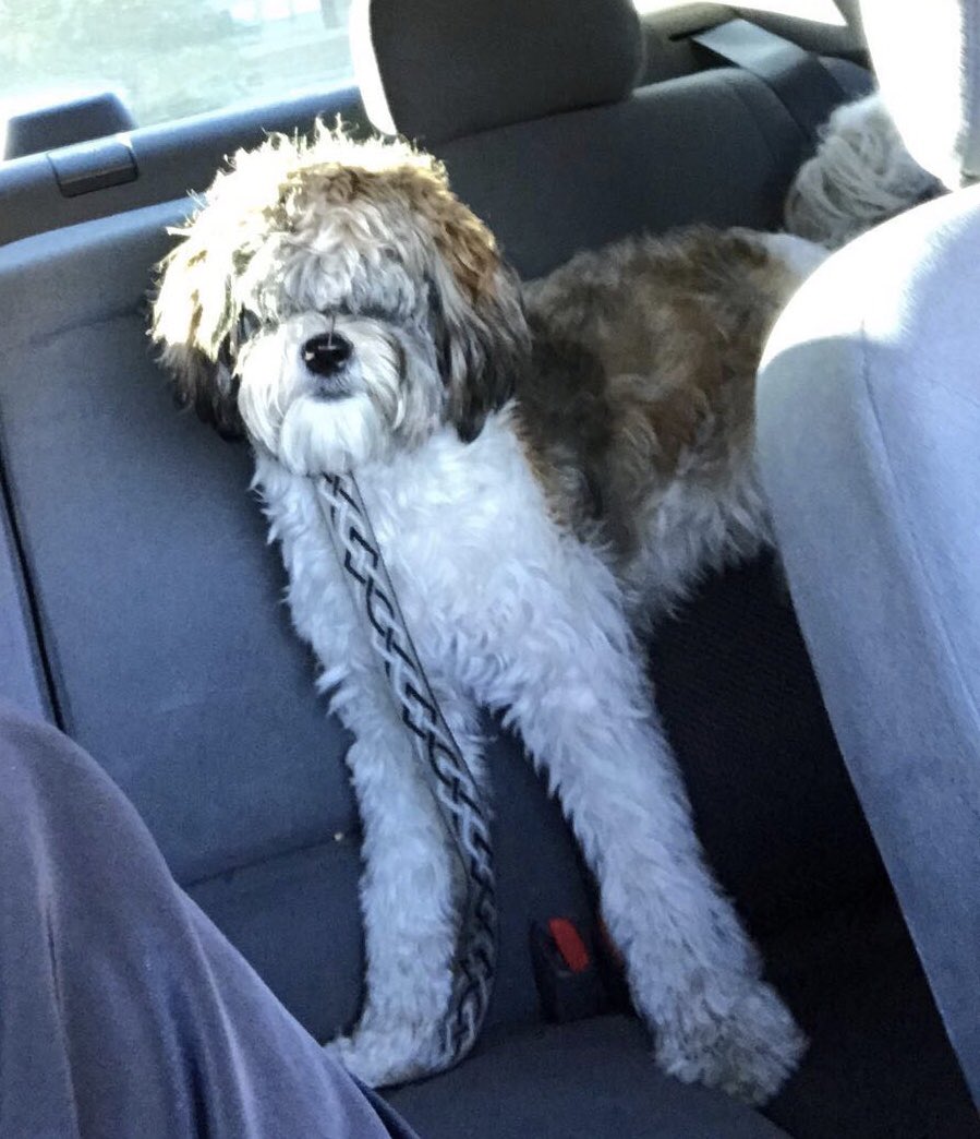 ElOscarinnnn's tweet photo. My boy went from “Wya” to “Where ya bitch at” 👀😂 https://t.co/WN9FTicHY0