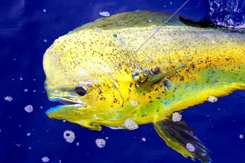 CoastalFishingC's tweet image. The right knot can make the difference between a big catch, or a big disappointment. buff.ly/2BCtL28 #anglers #offshore #lovetofish #fishinglife #fishing #equipment #saltwaterfishing