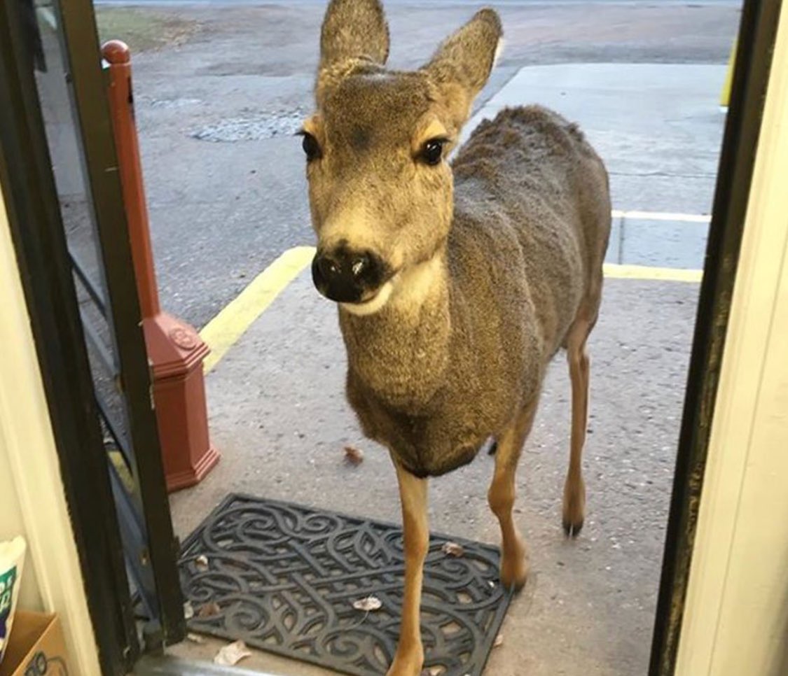 DocHallPhD's tweet photo. This week a deer in colorado walked into a grocery store. 

They fed her some chocolate biscuits.

She left.

An hour later she came back with her whole family. This is the most wholesome story you’ll read today. 

Merry Christmas! https://t.co/vO3xCSdjvd