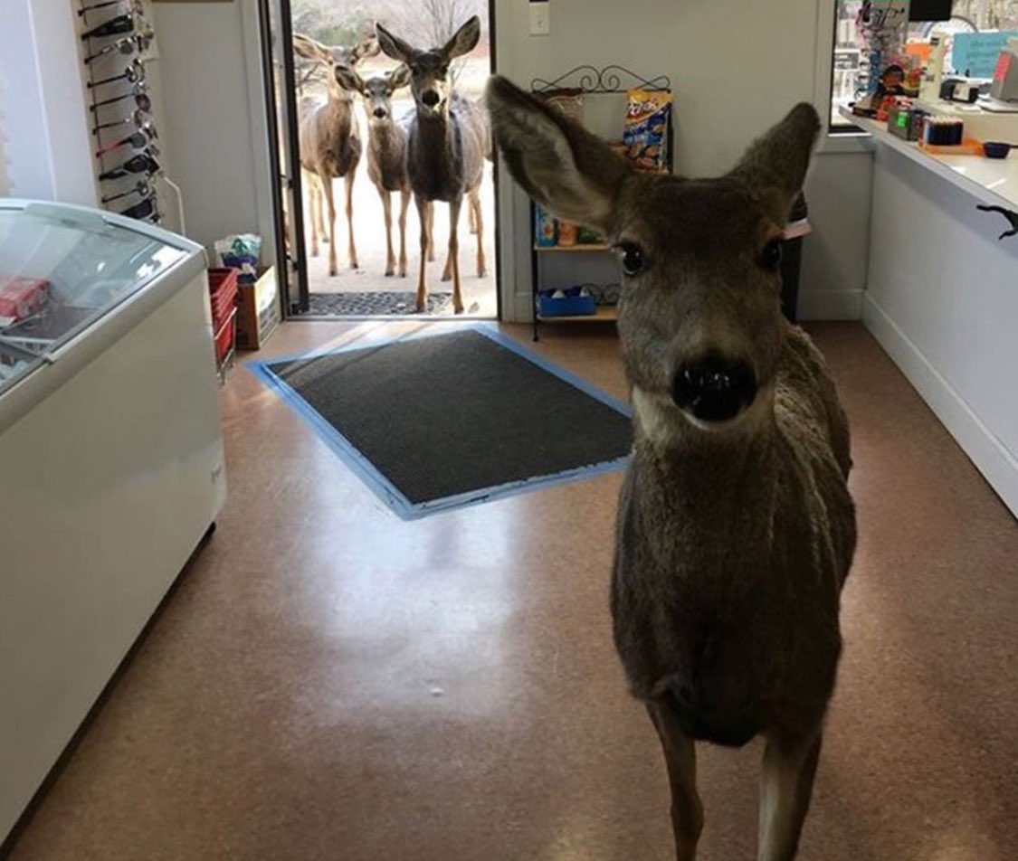DocHallPhD's tweet photo. This week a deer in colorado walked into a grocery store. 

They fed her some chocolate biscuits.

She left.

An hour later she came back with her whole family. This is the most wholesome story you’ll read today. 

Merry Christmas! https://t.co/vO3xCSdjvd