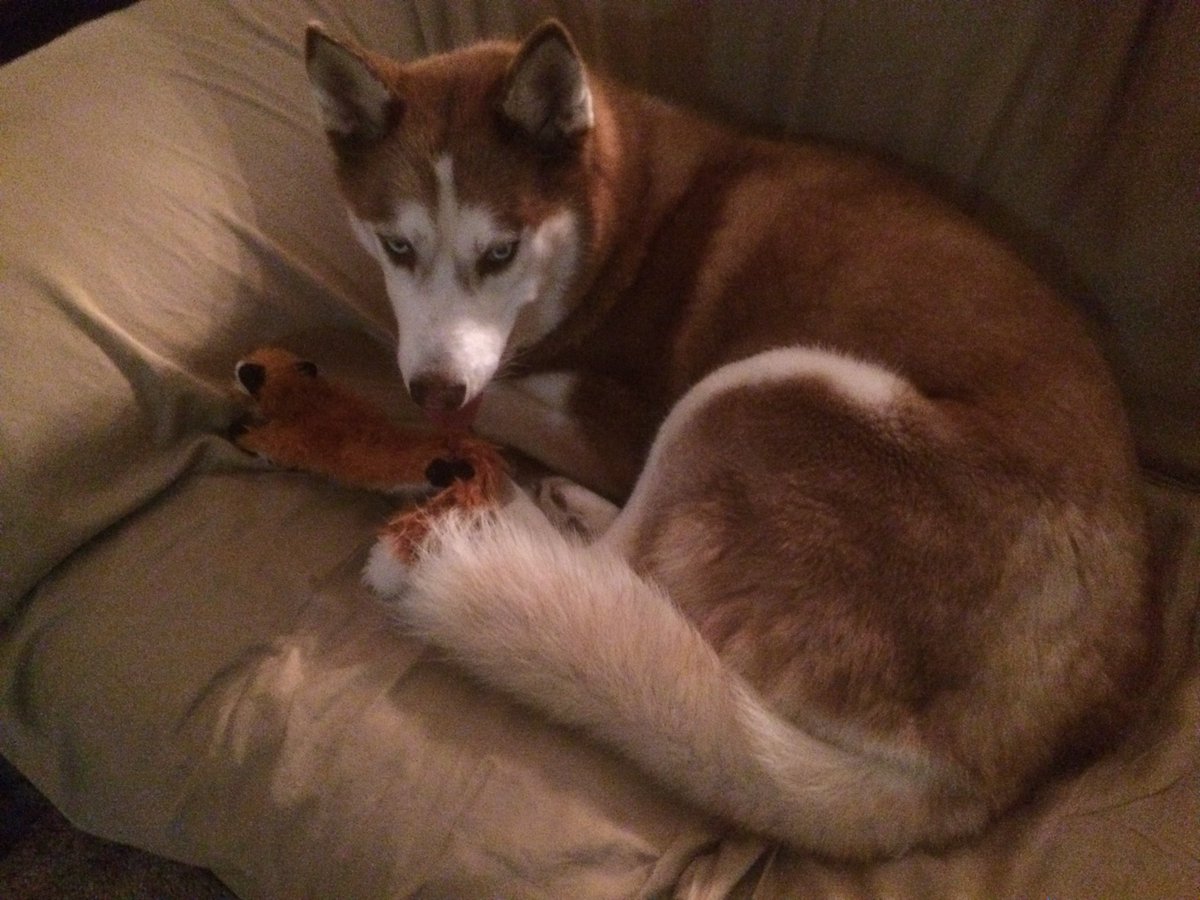 NyuuMew's tweet photo. Hey, yeah, random photo I tried to post earlier.. also, the dog I am currently fostering, 😊 https://t.co/YKXnRYWg7b