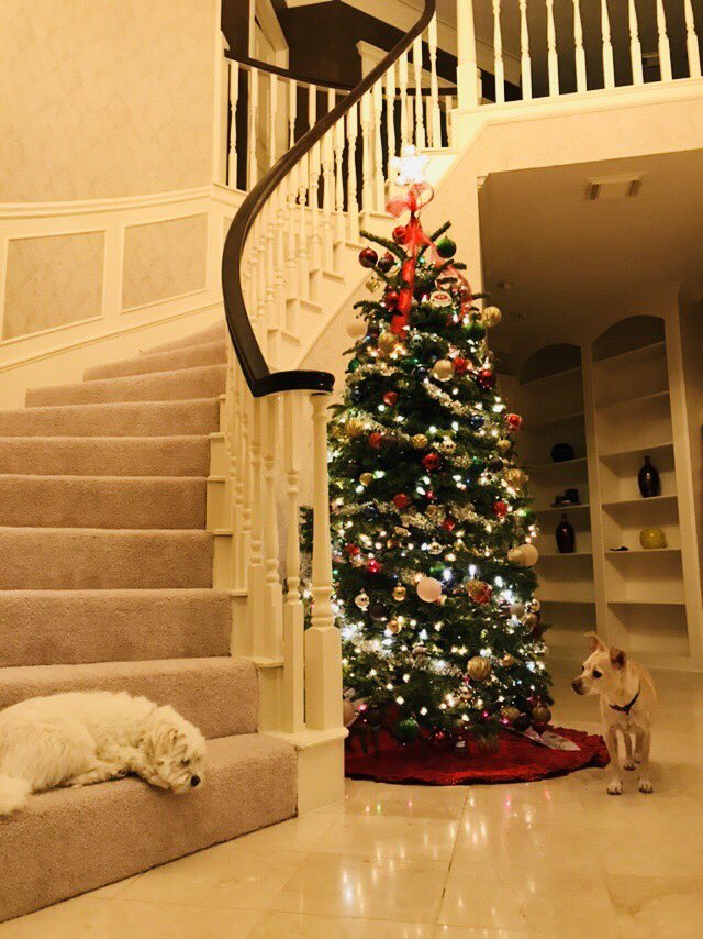 qwickbands's tweet image. So far no boxes yet :( #ChristmasShopping #santahelp #pups @