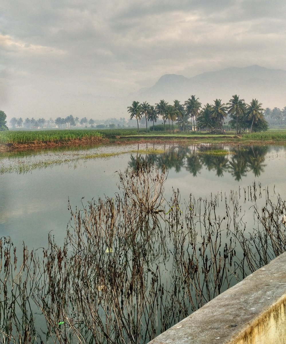 ownurendurance's tweet photo. Day 6 &amp; 7 : Running #13miles in #Salem and getting down to some serious business - cleaning water hyacinth and planting trees in lakes. 
#LegsForLakes #MeraTerahRun #Running https://t.co/hJ6MRmVGX3