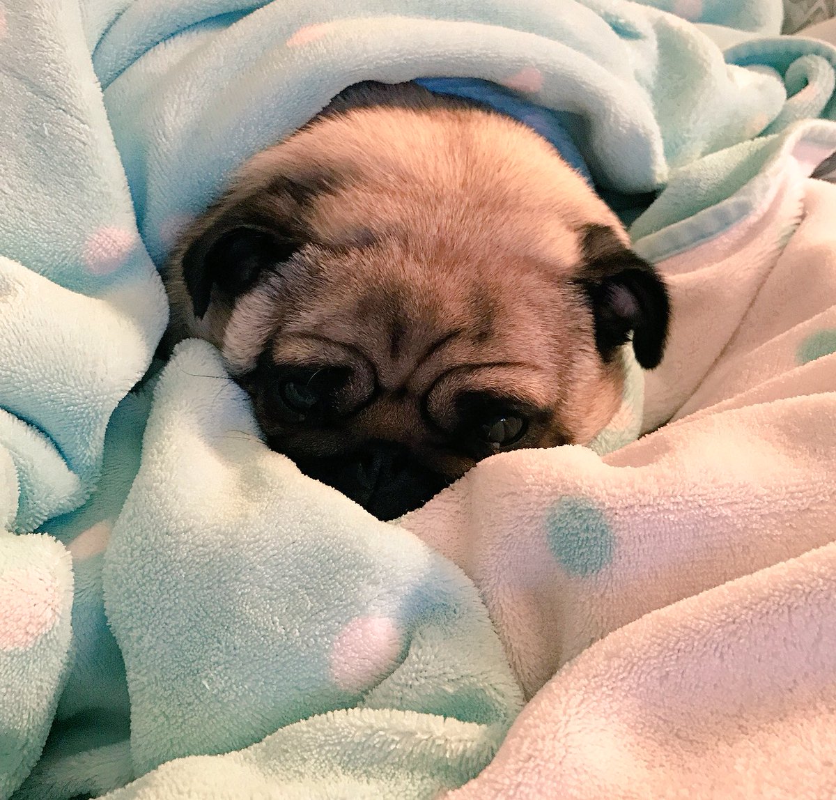 apugcalledpeggy's tweet photo. I have officially declared this day a day of #pugrest
Yours royally
Princess Peggy โค๏ธ๐๐ https://t.co/ffcyvEJSUA