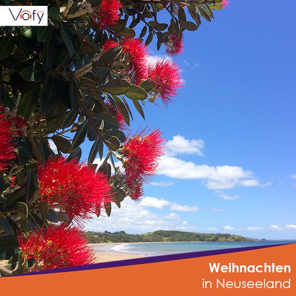 #Weihnachten in Badeshorts und T-Shirt? 🏖🎁☀
In #Neuseeland ist das Alltag! Denn während bei uns #Winter ist, herrscht dort Hochsommer. Der Weihnachtsbaum ist hier daher keine typische Nordmanntanne, sondern ein Pohutakawa Baum.