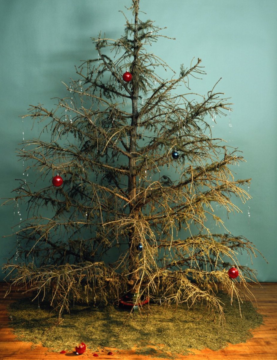 magicfm's tweet photo. Has your #ChristmasTree 🎄 #Peaked too soon? If so @pricetom needs your help for this weekend... are you willing to share your #SadTrees - Take a picture 📸 and tag us in it! #Christmas #Tree #Rip https://t.co/Wu34M230Ee