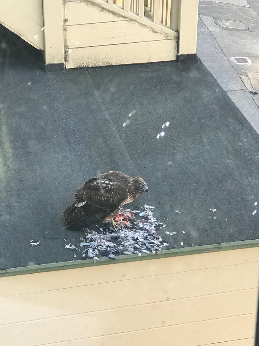 Hakanimal's tweet photo. @AmOrnith pls settle this argument.... is this an eagle, falcon, or hawk? https://t.co/eLIthBsMWF