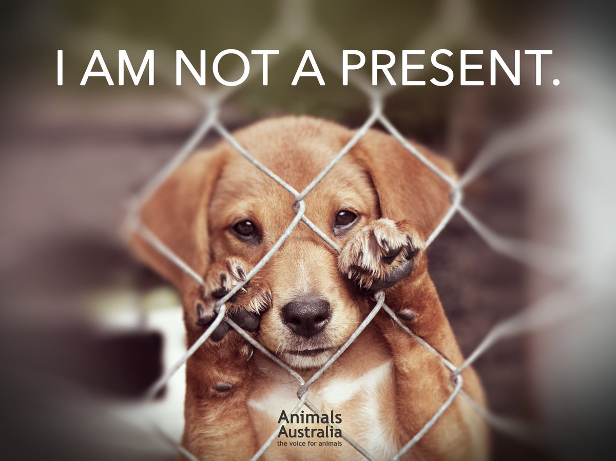 AnimalsAus's tweet photo. Socks don’t get scared and lonely when they get returned. But every year, ‘gift’ puppies and kittens are abandoned in shelters. 😢 #NotaPresent #AdoptDontShop https://t.co/8VbeQxAxzy