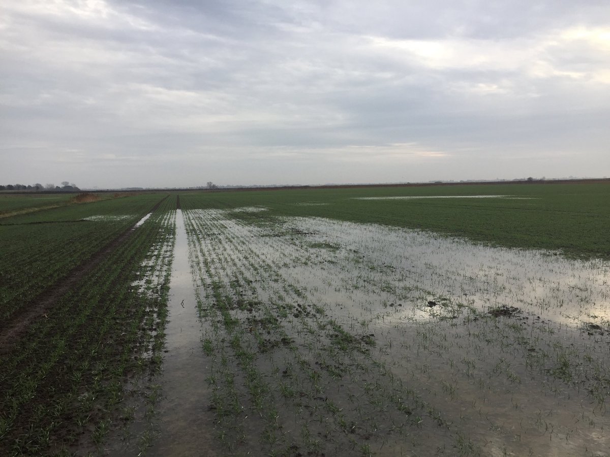 This month’s rain has turned many parts of poorly drained arable land into this.  Not an ideal set of soil conditions for growing tip-top yields.  Draining team booked in for 2018! #LandDrainage #soils #yields